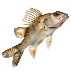 Atlantic croaker, Fish, Isolated on Transparent Background, Graphic Resource for Gourmet Advertising, Menu Design, Website Banners, Packaging, and Social Media Campaigns 