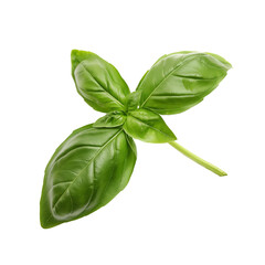 Fototapeta premium Basil, Herb, Isolated on Transparent Background, Graphic Resource for Gourmet Advertising, Menu Design, Website Banners, Packaging, and Social Media Campaigns 
