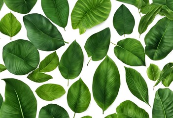 Naklejka premium Beautiful natural tropical green leaves isolated on a transparent background, perfect for botanical illustrations, nature designs, eco-friendly concepts, and vibrant foliage presentations.