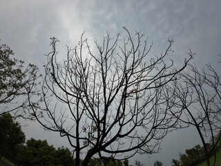 Bare Branches Against Cloudy Sky 