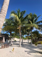 Palmera