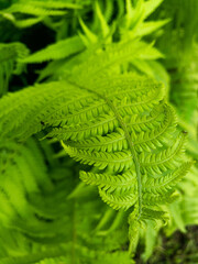 Natural floral fern background . Summer green texture hundreds of ferns.