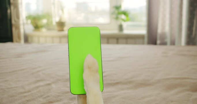 Pet paw swipping, tapping, touching smartphone screen. Dog or cat is using phone. Green screen display on the smartphone. Dog holding phone, browsing, watching content online. Bed cozy home. Puppy POV