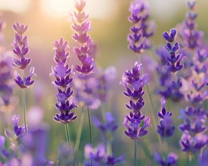 Obraz premium A field of lavender blooms bathed in warm sunlight. The purple flowers are in focus, with the background blurred for a soft, dreamy effect.