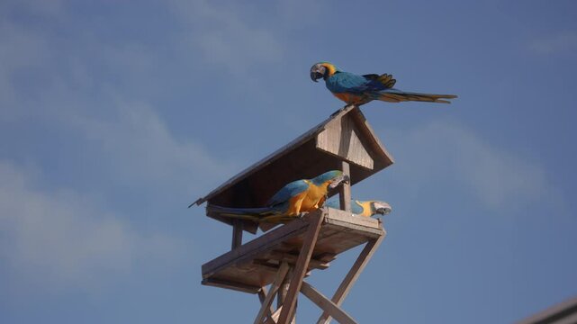 Arara Caninde, caninde macaw, in Brazil.