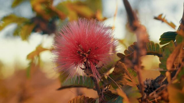 Caliandra flower is a symbol flower of Brazilian Cerrado.