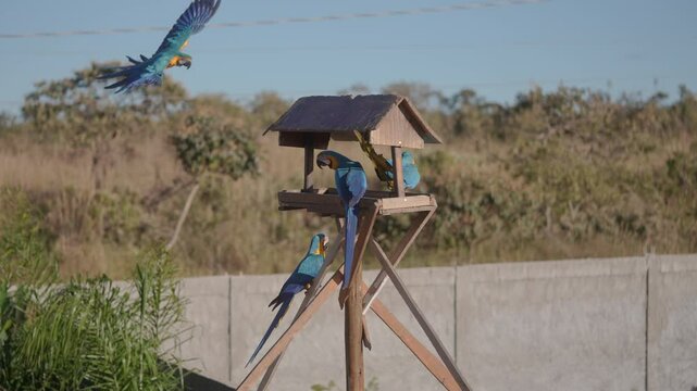 Macaw, arara, Caninde bird from Brazil.