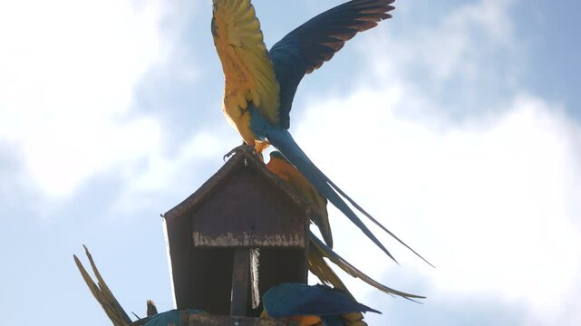 Macaw in slow motion 120fps 4k