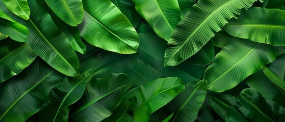 Banana leaves forming a natural background with lush and vibrant green foliage, showcasing the detailed texture and rich color of the leaves in a tropical setting