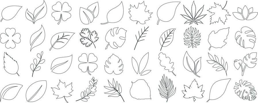 Leaf line art illustration, botanical outline of diverse plant leaves, nature vector design foliage, tropical, deciduous eco friendly environmental greenery