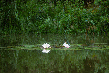 Białe lilie wodne © pinus25