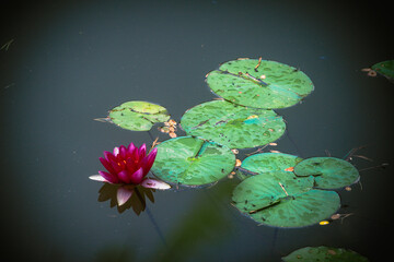 Różowe lilie wodne na wodzie © pinus25