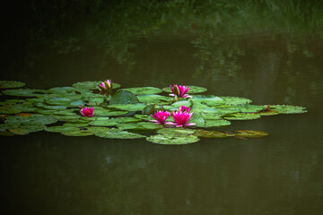 Różowe lilie wodne na wodzie © pinus25