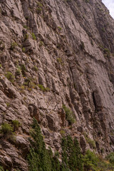 A rocky cliff with a few plants growing on it