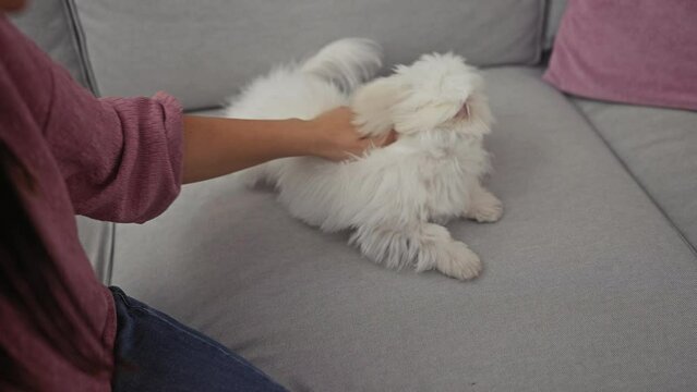 A young woman pets her fluffy bichon maltese dog on a grey couch in a cozy living room setting.