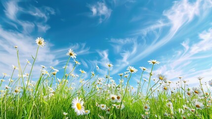 Daisies Blooming Under a Blue Sky