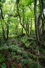 fresh ferns and old trees in deep forest