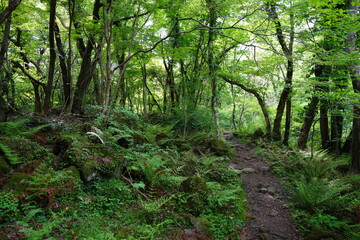 Fototapeta premium forest pathway through ferns and old trees