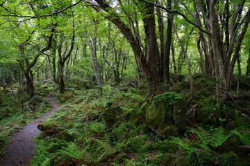 forest pathway through ferns and old trees