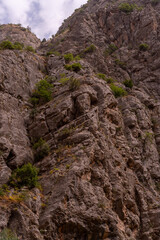 A rocky mountain with a lot of trees growing on it