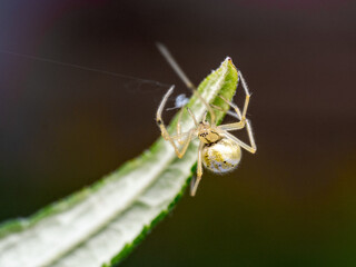 Spinne