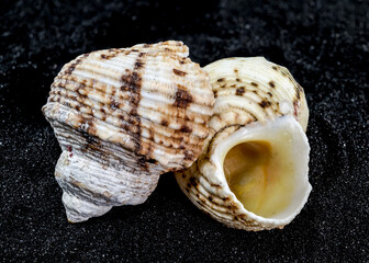 Turbo chrysostomus Linnaeus Seashell on a black sand background
