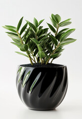 A futuristic and elegant black ceramic planter holding a lush ZZ plant, isolated on a pure white background. Perfect for modern home decor