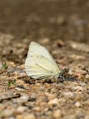 Schmetterling