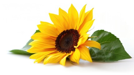 Obraz premium Sunflower on white background