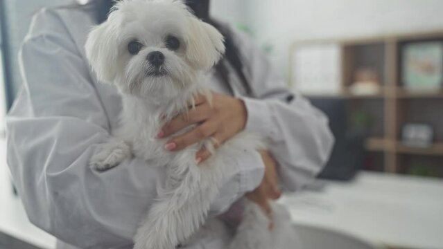 A young woman veterinarian holding a white bichon maltese dog in the examining room of a veterinary clinic.