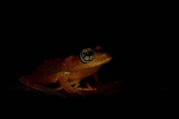 Madagascar frog - Boophis pyrrhus, small beautiful red frog from Madagascar forests and rivers, Andasibe, Madagascar.