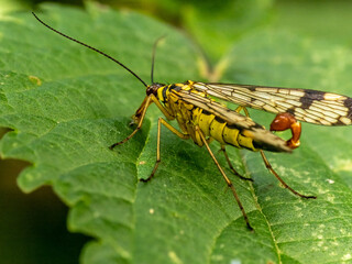 Skorpionsfliege