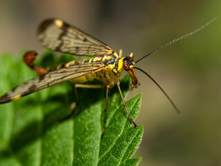 Skorpionsfliege