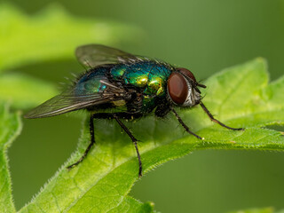 Fliege