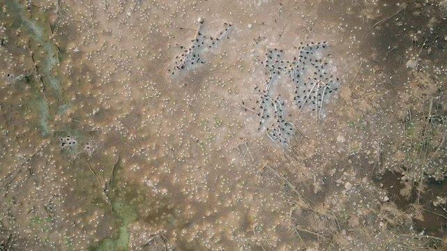 Drone view of spotted lake bed at Lake Huron during daytime in autumn