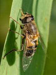 Fliege