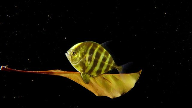 A juvenile jack riding a leaf in the in midwater at night (Blackwater).  Notice how it moves the leaf with it's dorsal fins.  Is it tool use?  Is it using the leaf for camouflage?