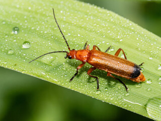 Roter Fliegenkäfer