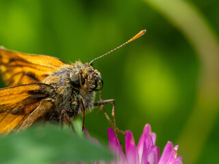 Schmetterling