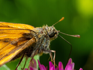 Schmetterling