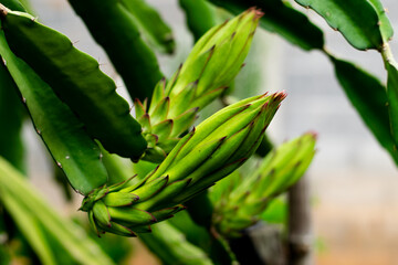 Obraz premium Dragon fruit growing in a garden