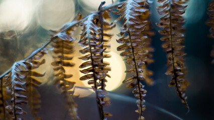 Macro de fougères sauvages, avec le coucher du soleil en arrière-plan