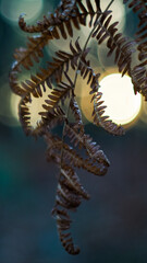 Macro de fougères sauvages, avec le coucher du soleil en arrière-plan