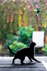 Hunting cat, cat face before a close attack. Portrait of a funny domestic kitten playing indoors.