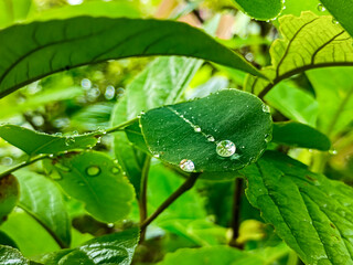 Rain water droplet on green leaves.