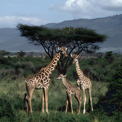 Obraz premium Giraffe family is standing together in the african savanna, with a acacia tree and mountains in the background