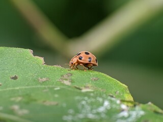 Epilachna borealis perched on a leaf