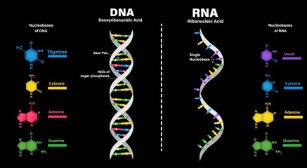 A comparison of the helix and base structure of RNA and DNA