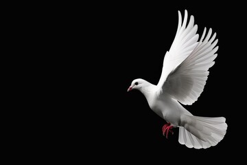 Majestic white dove in flight, highlighted against a black background, embodying the spirit of peace and liberation, ideal for peace-themed projects