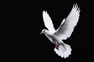 Obraz premium Majestic white dove in flight, highlighted against a black background, embodying the spirit of peace and liberation, ideal for peace-themed projects